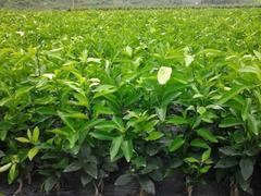 沃柑苗買賣價格與廠家直銷產品圖片解析